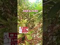 Aaj ki best video