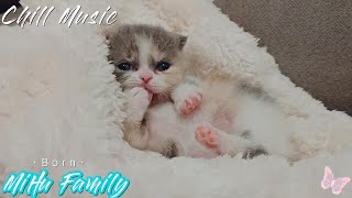 [Chillout with kittens] Mochi birth record Chill Music, Background, Work, Sleep,
