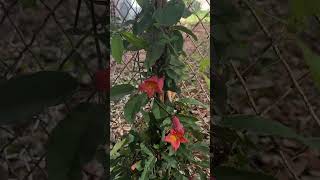 Top 7 Texas Native Plants For A Colorful Landscape In Mid Spring