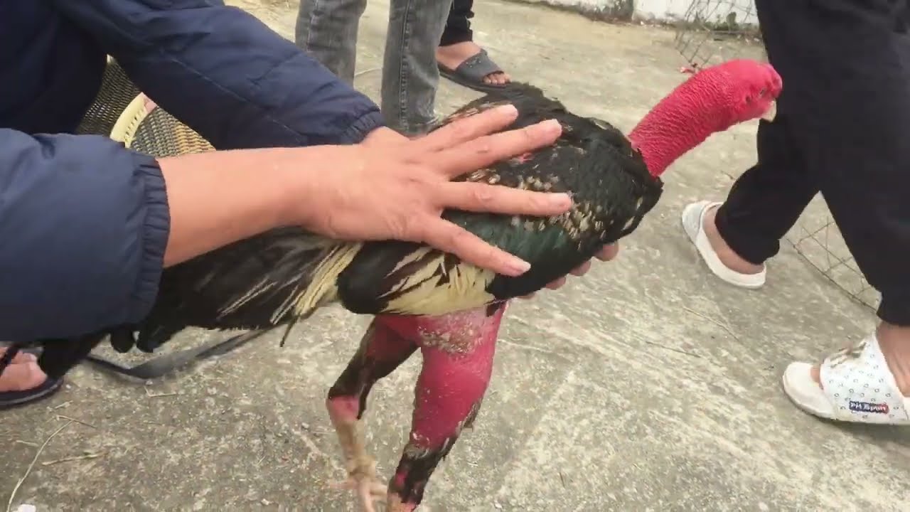 Lịch sử và nguồn gốc của Đá gà đòn Lịch sử và nguồn gốc của Đá gà đòn