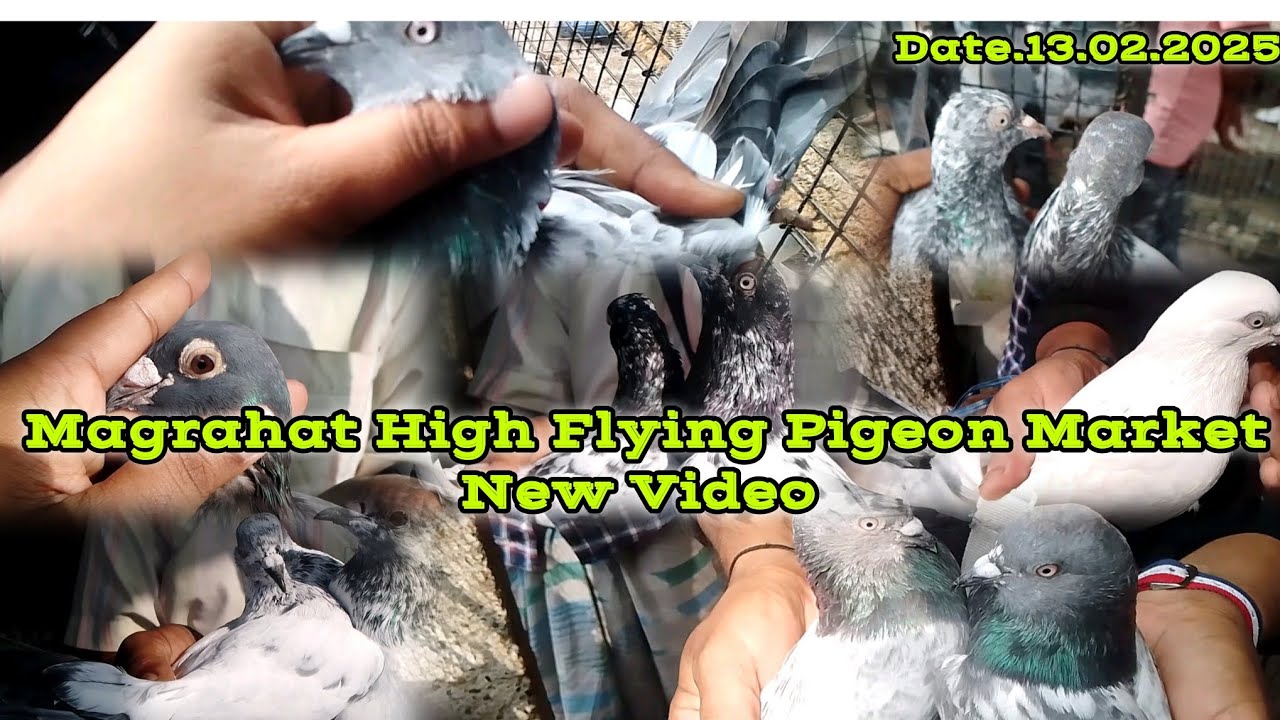 Magrahat Cheapest Pigeon Market, South 24 pgs,WB••13.02.2025-মগরাহাট সস্তা পায়রার মার্কেট