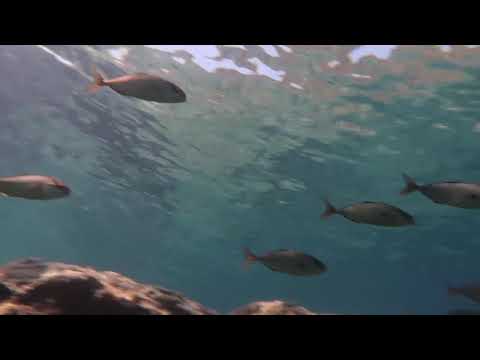 Cavtat scuba diving - Croatia Reef