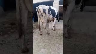 Heifer cow producing 30 liters per day it was the end result of my insemination to her dam
