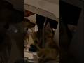 Cute Kitten Video #shorts