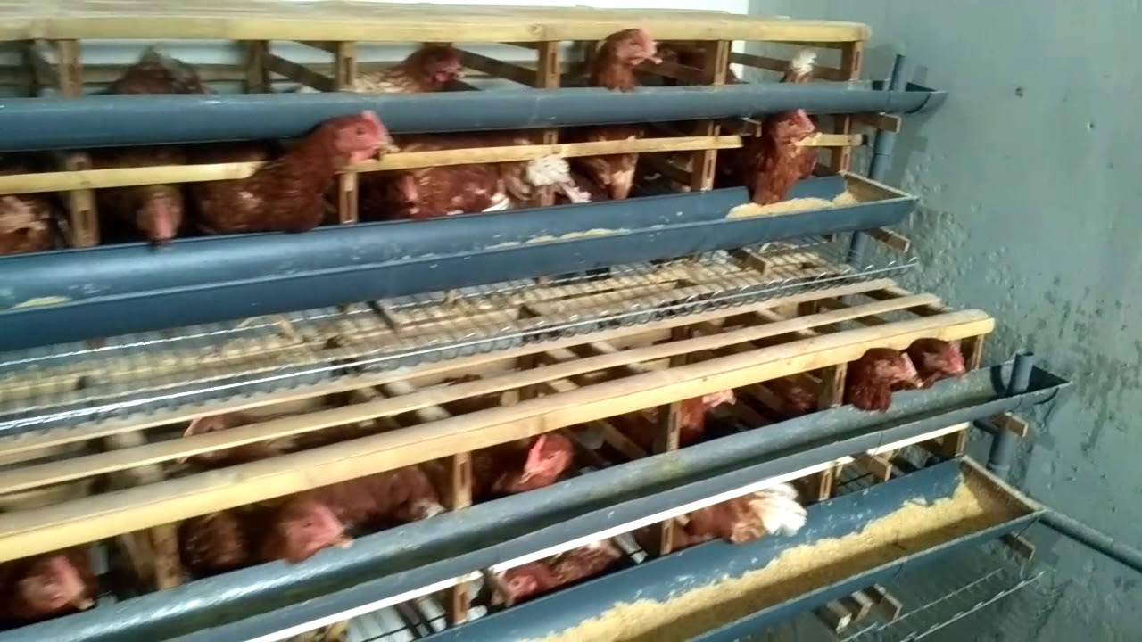 Beternak Ayam Petelur Pemula (Usia Ayam 15 Minggu) 