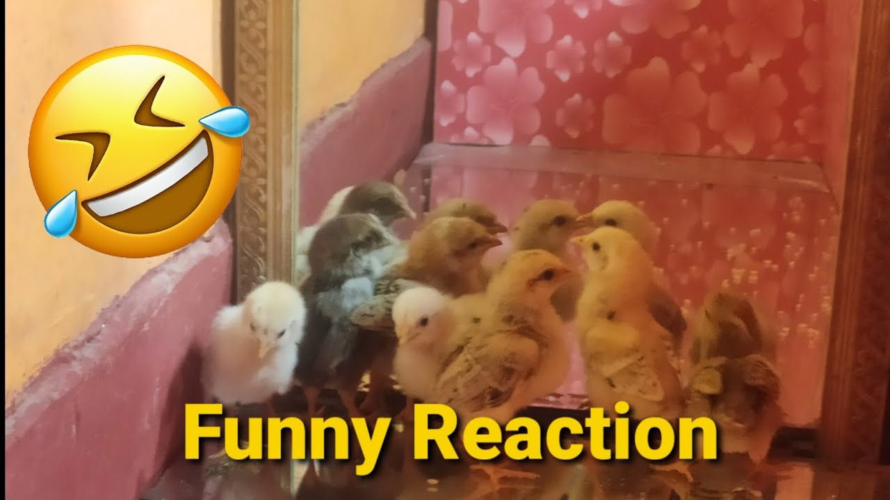 Chickens In Front Of Mirror Funny Reaction Interesting Fun Video