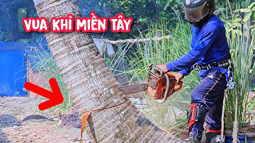 Bất ngờ !!! Vua khỉ đang cưa hạ gốc cây Dừa thì nước từ trong thân chảy ra như thác.