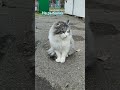 На рыбалку #cat #котики #юмор #кот #нарыбалку #рыбалка #мем #смешныекоты #милыекоты #тренды #топ