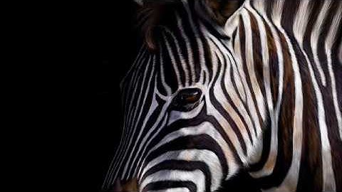 iPad Procreate painting “Zebra”