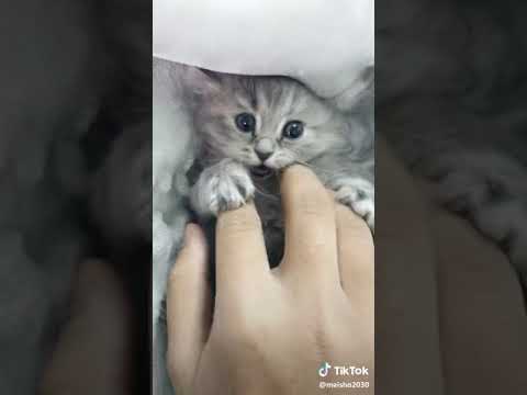 بسم الله الرحمان قولوما شاء الله ما شا الله شوفو كيف تداعب سبحان الله وبحمده سبحان الله