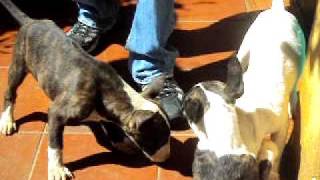 English Bull Terrier Puppies