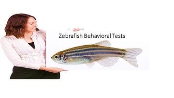 Zebrafish Behavioral Assessment |Tank Diving|Dark-Light|Open Field|New-Native Area|Motor Imbalance|