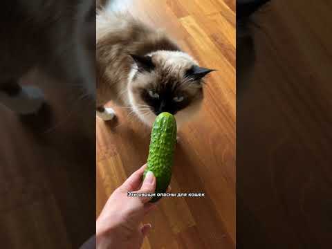 Эти овощи опасны для кошек!