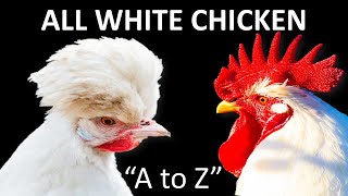 All White Chicken Breeds | White Chicken | White Hen