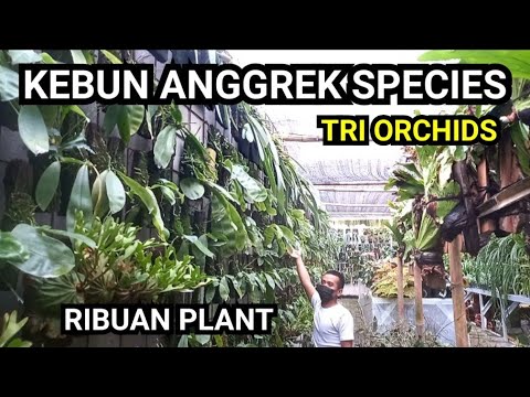 Video: Puas yog cymbidiums terrestrial orchids?