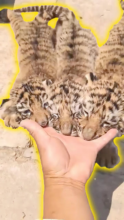 From Fluffy Cubs to Fearless Hunters #animals #tiger #shorts