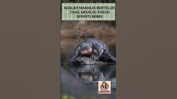 Hewan mirip bebek #shortsfeed #shortvideo #animals #shorts