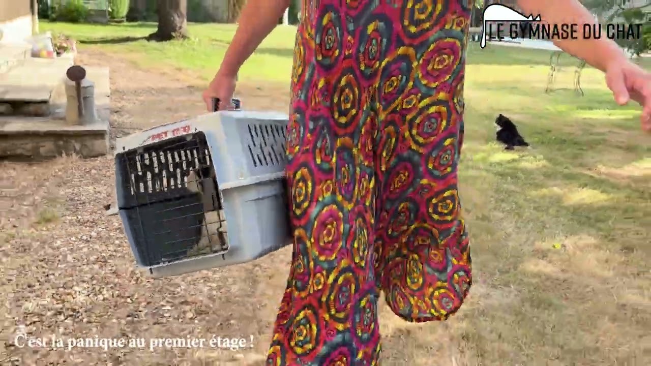 LES CHATS DE SOPHIE C'est la panique au premier étage !