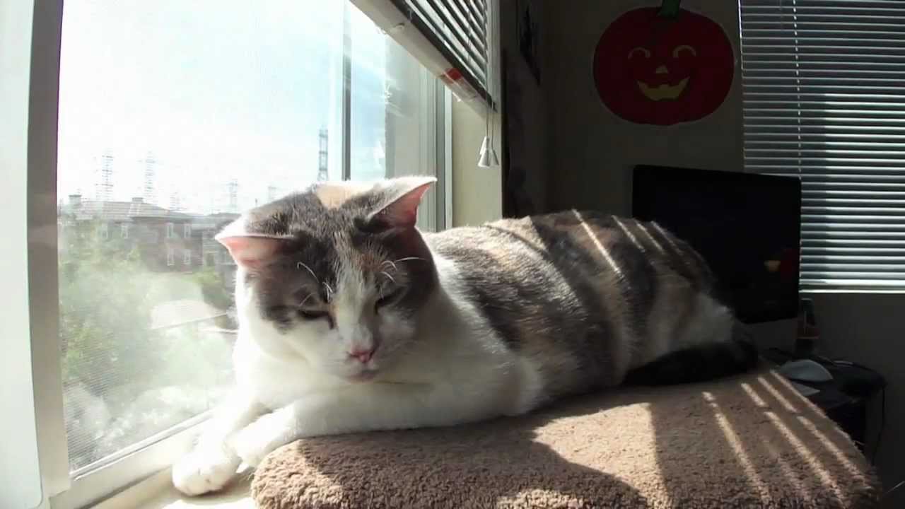 Cat time lapse - YouTube