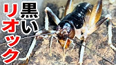 衝撃 オケラを水苔だけで繁殖 貴重な採卵動画 昆虫ハウス101号室 Youtube 衝撃 オケラを水苔だけで繁殖 貴重な採卵動画 昆虫ハウス101号室 Youtube