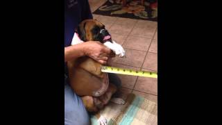 How to measure your dog for a Bailey Chair