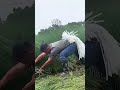 Grass Cutting Process with Powerful Machine 🌿