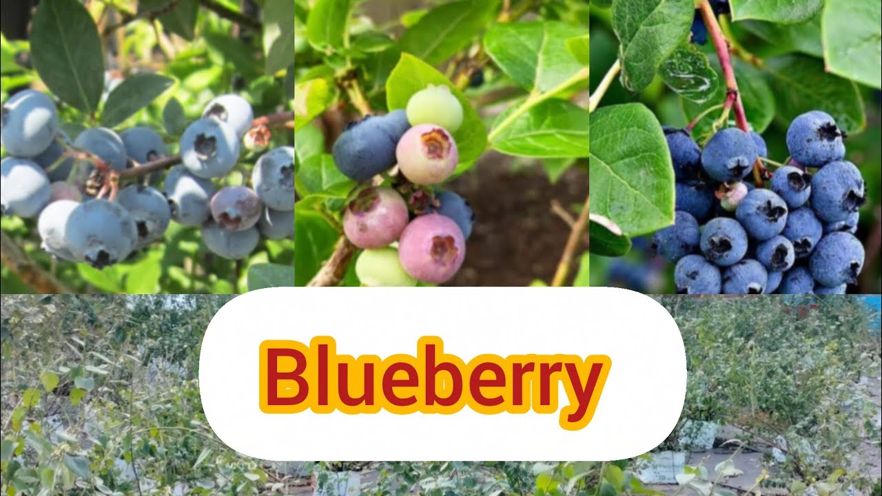 Blueberry plant# identification of fruit#antioxidant rich fruit#health benefits# please subscribe 
