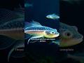 Animals That Glow Without Light Mind Blowing Bioluminescent Creatures #unknownfacts #shortsfeed
