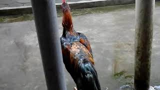 JOKOWI ayam berkokok jokowi (082244871117)