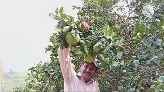 Detailed Grapefruit secret growing Tips]Taste Review white and Ruby Red.How to grow grapefruite from seeds Profile