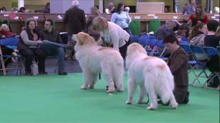 dfs Crufts 2011  Best of Breed Pyrenean Mountain Dog