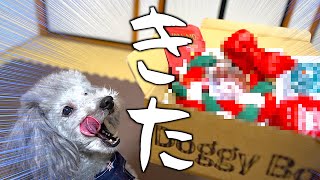 🐶うちの犬宛にドギーボックスからプレゼントが届きました。早めのクリスマスプレゼント。【トイプードルのグリィ】【犬】【dog】【toy poodle】【Doggy Box】