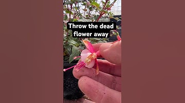 How to deadhead #fuchsia #plants this will give you more flowers! #gardening #tips101