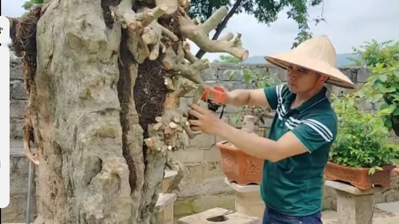 Duối đá dáng thác đổ mới về Sđt : 0367455503