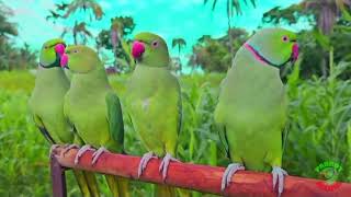 parrot natural sound as talking funny video