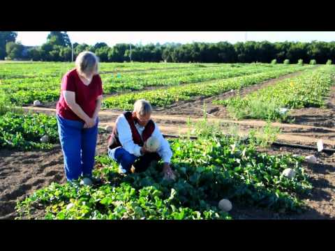 When Is A Melon Ready To Harvest   PART I.avi