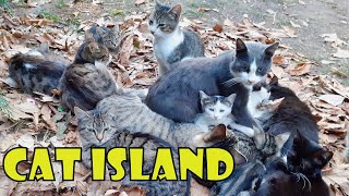 Let's visit the world of cats, namely the Cat Island. Adorable Paws