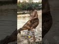 Sarung lepas = viral 😭Sarung ditahan = jadi menu makan 🐊” #shortvideo #fyp #fypシ #youtubeshorts