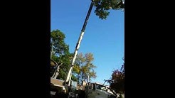 200 year-old Oak Tree Removal job in Rochester New York.