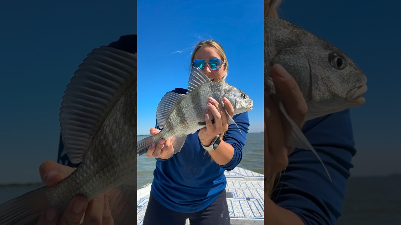 Catching a Black Drum Inshore Fishing in Texas