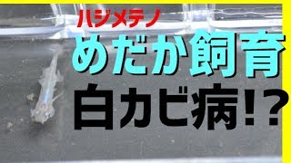 めだか飼育 白カビ病 発症 緊急対策したけど めだか 白カビ病 水カビ Youtube めだか飼育 白カビ病 発症 緊急対策したけど めだか 白カビ病 水カビ Youtube