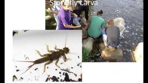 Macroinvertebrates Video