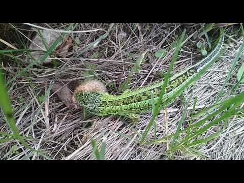 Ящирки. Де їх можна зустріти. - YouTube