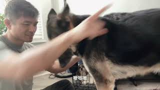 训练有时候非常朴实无华 molly vlog4 by 林小Jim 2,149 views 10 days ago 10 minutes, 50 seconds