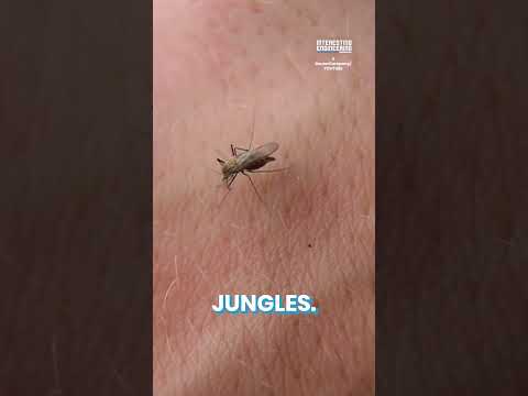 Can Technology Heal Insect Bites?