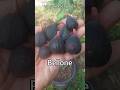 Инжир Bellone французкий среднепоздний в Алматы 30.09.2025 #инжир #fig #bellone