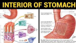 Stomach Anatomy (1/2) | Interior of Stomach