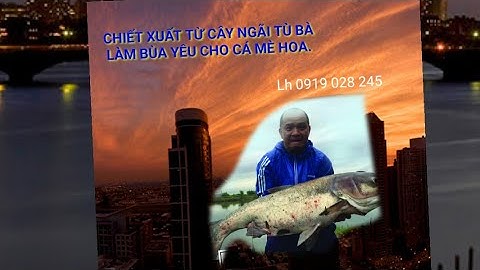 Hướng dẫn sử dụng Mồi Thuốc Câu Cá Mè Hoa MTCC #moithuoccaucamtcc