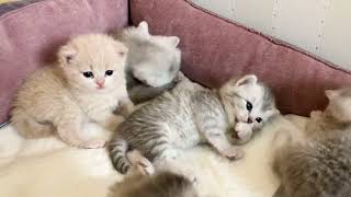 British Funny Kittens Of Cat Kylie And Father Cat Emmanuel 21 Days Old. Шесть котят с мамой и папой.