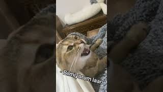 KEDİMLE ARAMDA GEÇEN BU SEVGİ DOLU SOHBETE SİZ DE ŞAHİT OLMAK İSTEMEZ MİSİNİZ ?